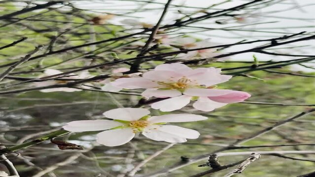 Almond tree branches blooming in spring.
