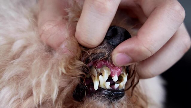 Pet dog with front teeth decay and dropped, result of poor oral care