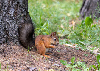 Naklejka na ściany i meble A squirrel sits on the ground in the summer in the forest.