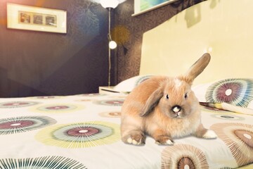 Lovely  bunny or cute easter rabbit at home
