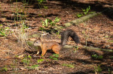 Naklejka na ściany i meble Squirrel on the ground in the forest close-up on a summer day.