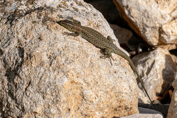 Podarcis Lilfordi. A lizard on a rock. The sunbathing reptile lives in the forest. Unique camping concept idea.