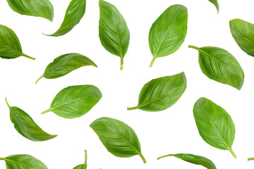 Fresh green organic basil leaves flying, isolated on white, transparent background. Creative food levitation, seamless pattern for design. Ingredient, spice for cooking, healthy food.