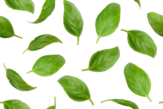 Fresh green organic basil leaves flying, isolated on white, transparent background. Creative food levitation, seamless pattern for design. Ingredient, spice for cooking, healthy food.