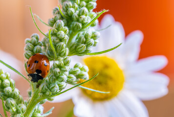 Ladybug on the flower of a plant in close-up.