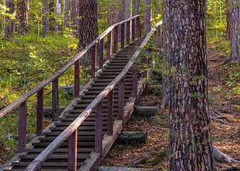 A long ladder for climbing in the summer forest.