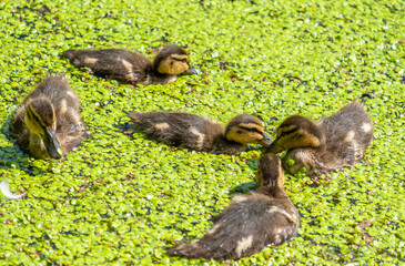 Ducklings in the lake swim through the blooming water.