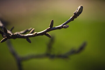 Green buds on branches in spring. Nature and blooming in spring time. green new buds on branch in spring season. 