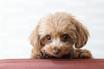 椅子の背もたれから顔を出すトイプードル