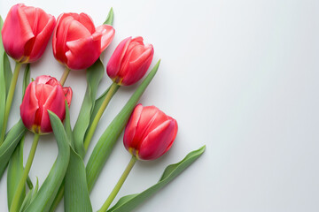 Red tulips on white background, space for text. Spring concept, International Women's Day, greeting cars with flowers