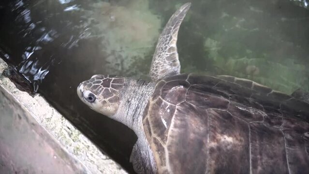 A disabled sea turtle with broken hand swimming with one hand inside the turtle farm.