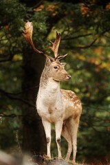 deer in the woods