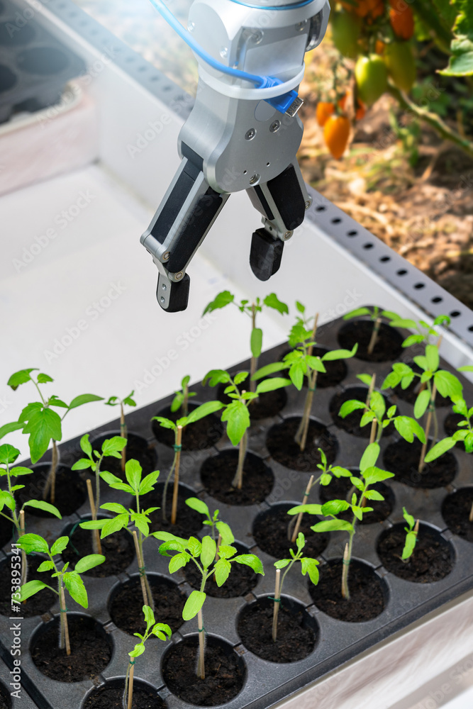 Fototapete a robot in a greenhouse evaluates the quality of tomato seedlings using a sensor. smart farming conc