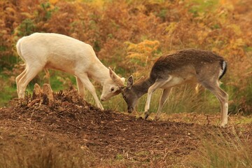 Deer playing