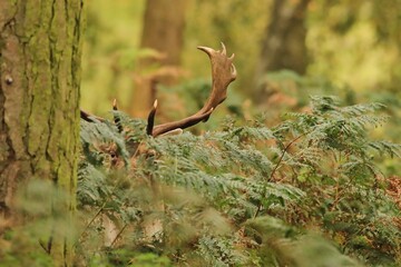 Fallow buck