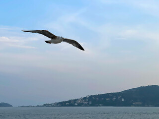 Seagull flying near the Princes' Islands at sunset, Turkey