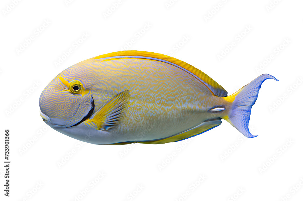 Wall mural tropical coral fish isolated on white background - acanthurids (surgeonfish)