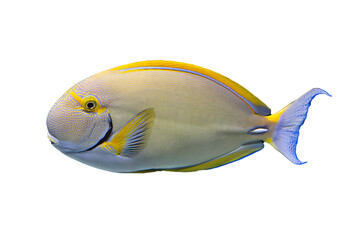 Tropical coral fish isolated on white background - Acanthurids (Surgeonfish) 