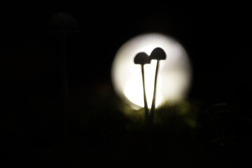 dark background. Selective focus. Backlighting. Silhouettes of mushrooms. Hallucinogenic mushrooms.