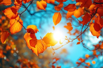Vibrant autumn forest with colorful foliage and sunny weather