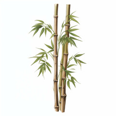 Fototapeta na wymiar Painting of auspicious bamboo trees on a white background.