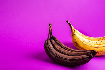 Two bunches of spoiled bananas on a bright violet background. Totally spoiled fruits. Food waste and excessive food consumption in the world. 