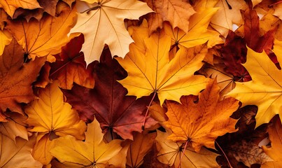 Naklejka na ściany i meble A Colorful Carpet of Autumn Leaves