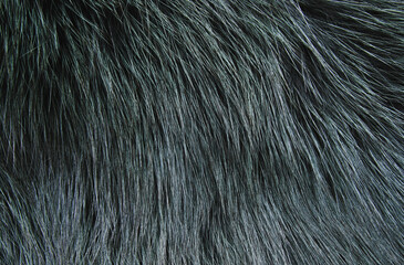 Black fur texture as background