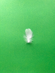 White feathers on green background. Background with feathers. Flat layer, top view. Background for postcard, Easter poster