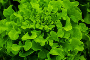 Organic vegetable garden