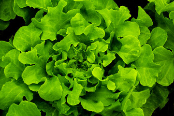 Organic vegetable garden
