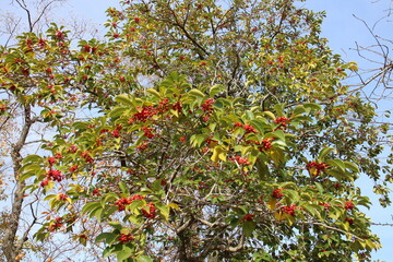 クロガネモチの木　赤い実