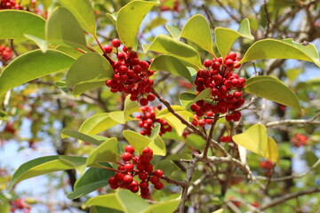 クロガネモチの木　赤い実