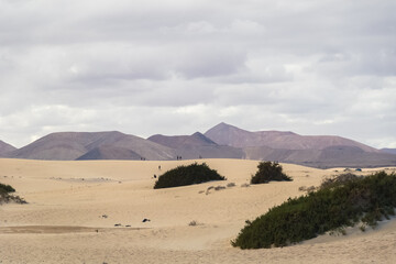 Landscape with dunes and mountains of Fuerteventura. - 733910580