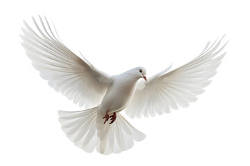 Fototapeta premium White bird flying isolated on white background