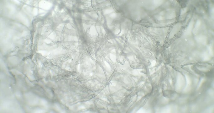 A spider web under a microscope. Floating bacteria and living organisms around a thriller moving web. Fiber under a scope. Textile. Netting abstract background with floating microscopic germs.