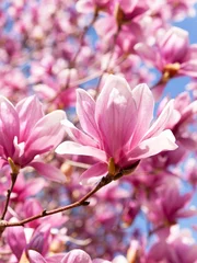 Foto op Canvas 春の日差しに咲くモクレン © tomiyama