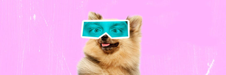 Contemporary art collage. Pomeranian Schpitz with male eyes expressing funny emotions in mint filter. Animals with human facial expression. Concept of surrealism, fun and humor, inspiration. Banner.