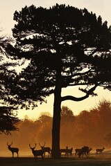 Obraz premium deer silhouette under tree