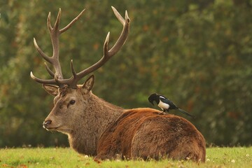 deer stag with magpie