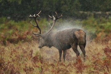 deer shaking water off