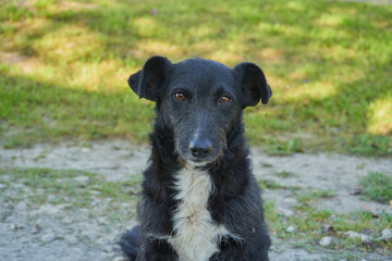 portrait of a black dog, calm kind dog in nature looking straight