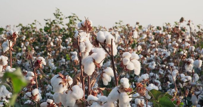 Ready to harvest cotton plantation at sunset. Cotton field at sunset rays. High quality cotton bushes