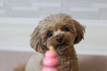 おやつを前におすわりをするトイプードル