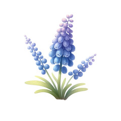 blue hyacinth isolated on white - obrazy, fototapety, plakaty