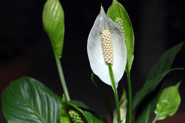 White Lily Flower close up with Pollen grains