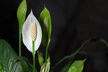 White Lily Flower close up with Pollen grains
