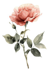 Elegant, hand-painted watercolor soft flower with leaves, perfect as an embellishment for wedding invitations, greeting cards, and other stationery projects. Isolated PNG transparent background.