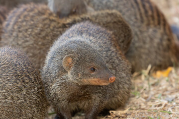 Banded mongoose Mungos mungo