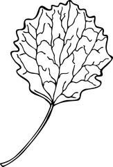 Aspen leaf vector illustration in line art style isolated on a white background.